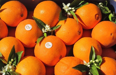 Fotografia caricata da OIP