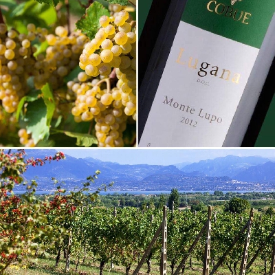 Fotografia caricata da OIP