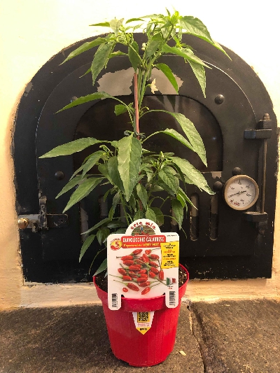 Fotografia caricata da OIP