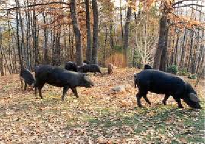 Fotografia caricata da OIP