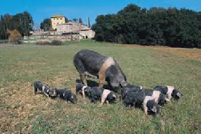 Fotografia caricata da OIP