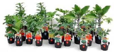 Fotografia caricata da OIP