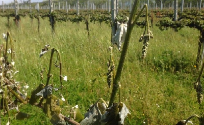 Fotografia caricata da OIP