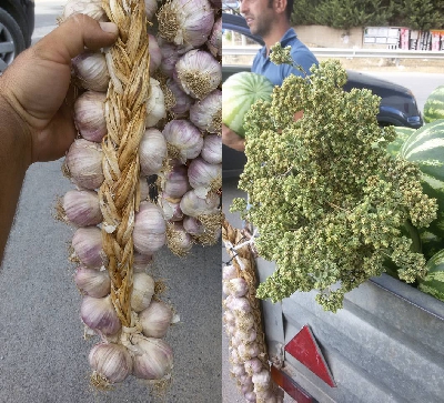 Fotografia caricata da OIP