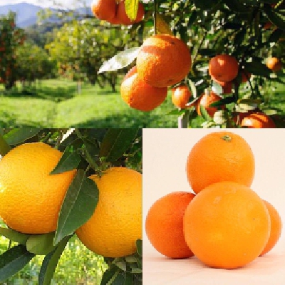 Fotografia caricata da OIP