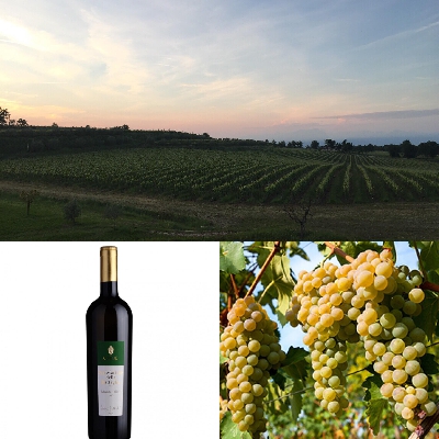 Fotografia caricata da OIP